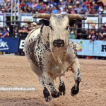 The Bulls of the PBR